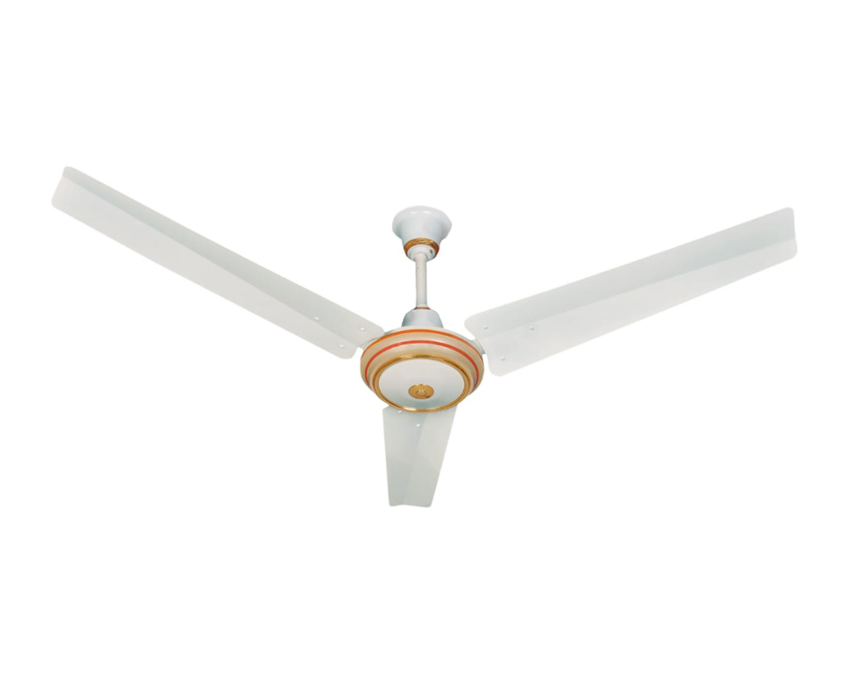 Duranta Fantacy 56 Inch Off White (A)